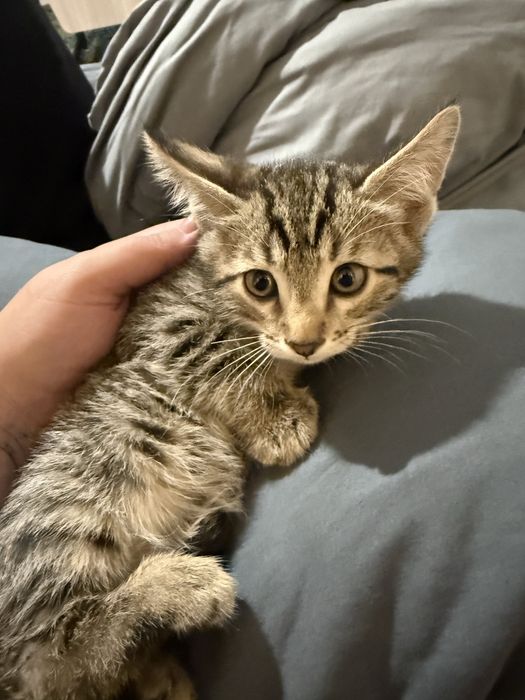 Котята от бенгалки