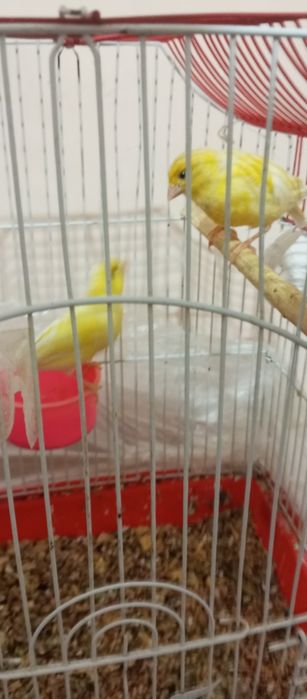 Продаю канарейки