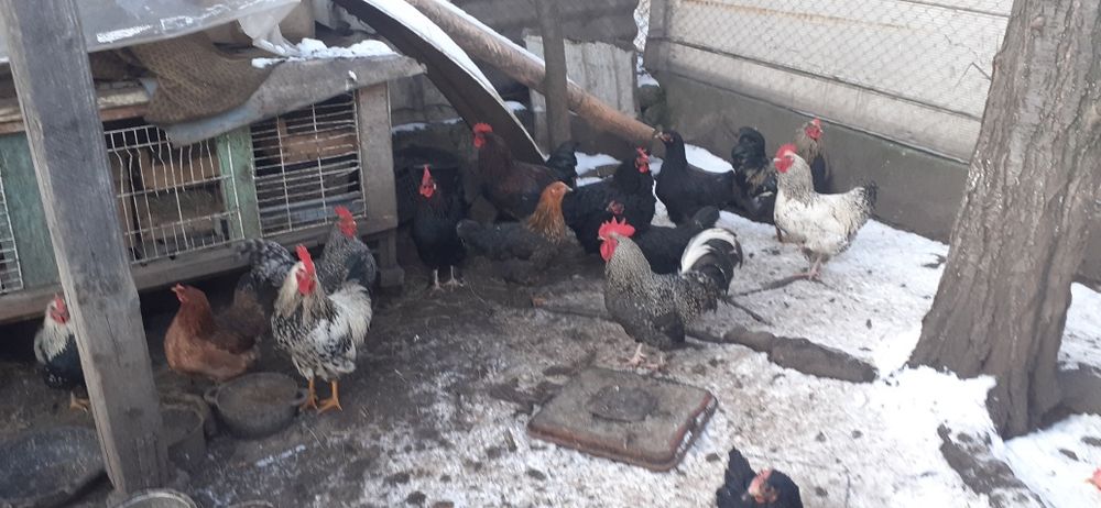 Mai mulți cocoși bun care calcă găinile și de tăiat.