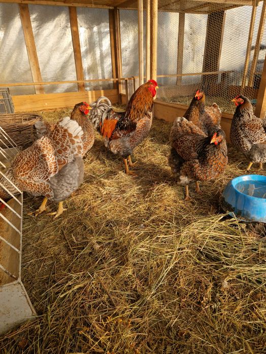 Ouă incubat rasă Wiandotte