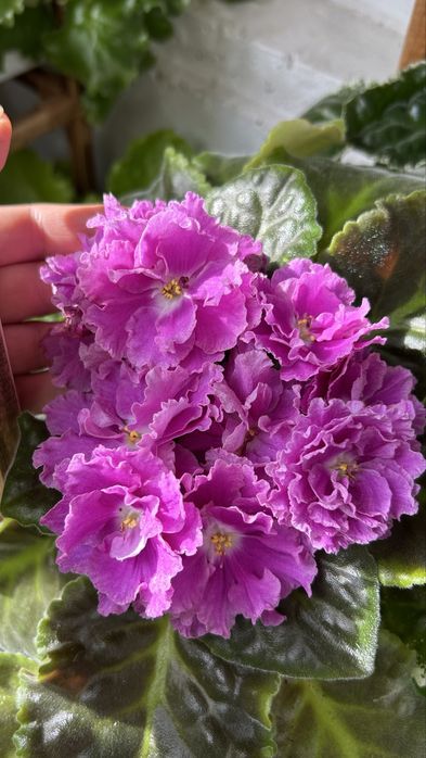 Сортовые Фиалки, детки