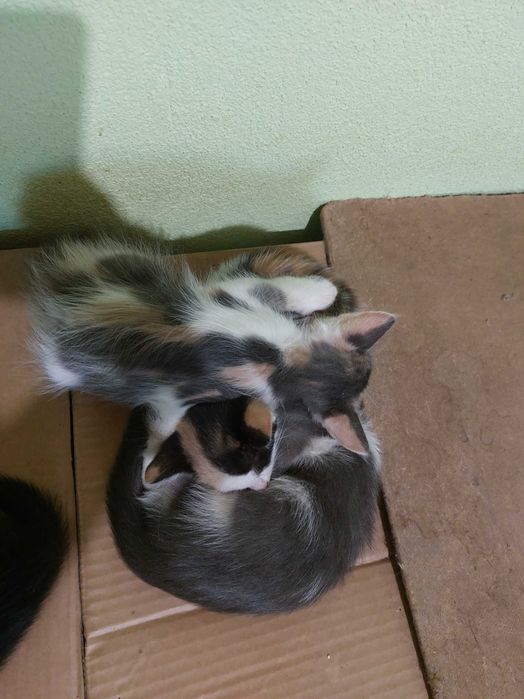 Подарявам котенца