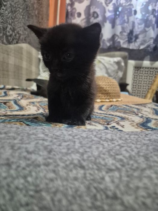 Отдаю бесплатно котят