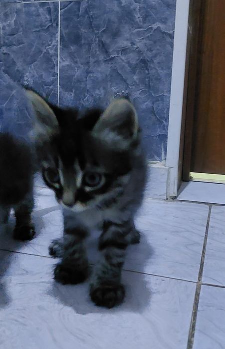 Отдам котят в добрые руки