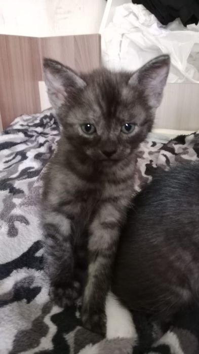 Отдам котят в добрые руки