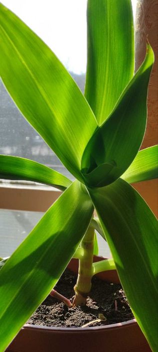 Стайно саксийно растение Кализия ароматна - Златен мустак