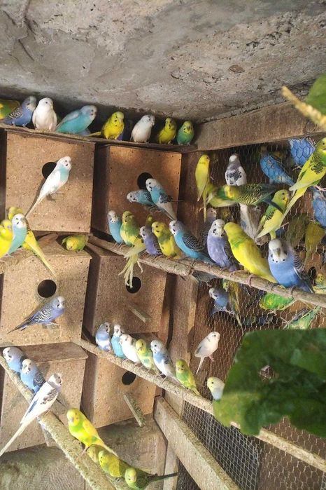 вълнисти папагали и клетки за тях