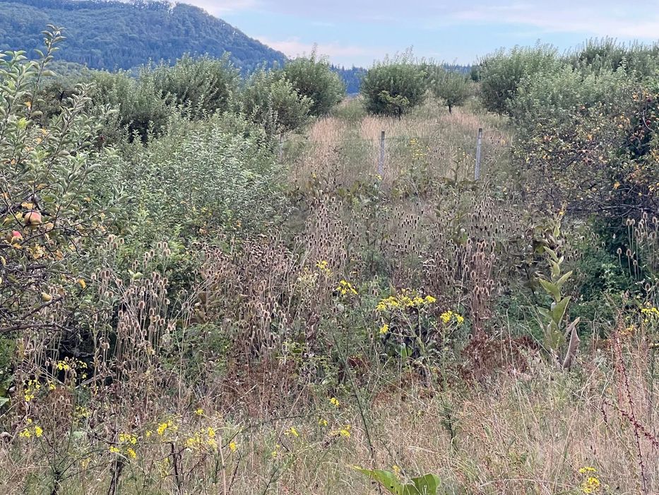 Teren de vânzare – 10 ari în Dumitra, poziție deosebită