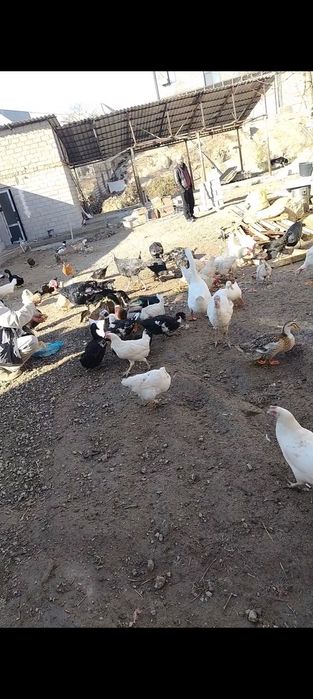 Срочно продаются домашние куры  домашние породистые куртцы а также инд