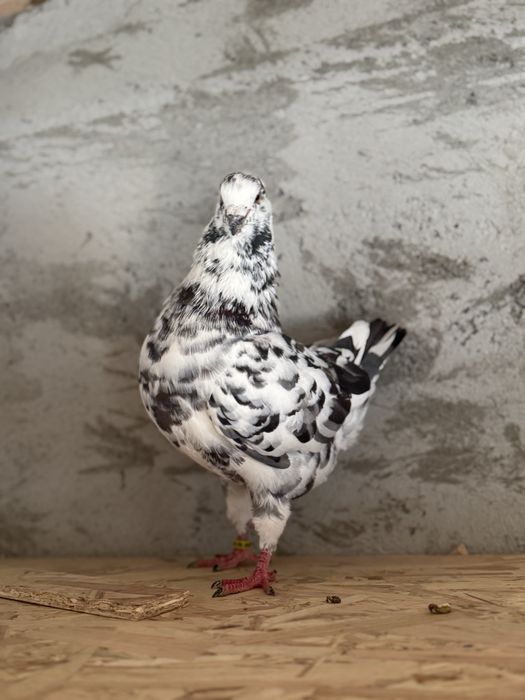 Vand sau schimb  King serie noua exemplare deosebite