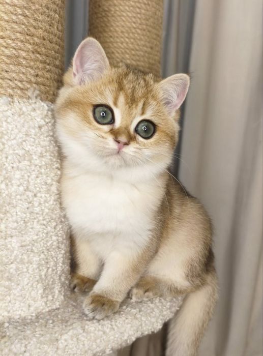 Элитные котята из питомника