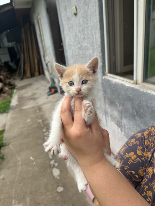 Отдам котят в добрые руки