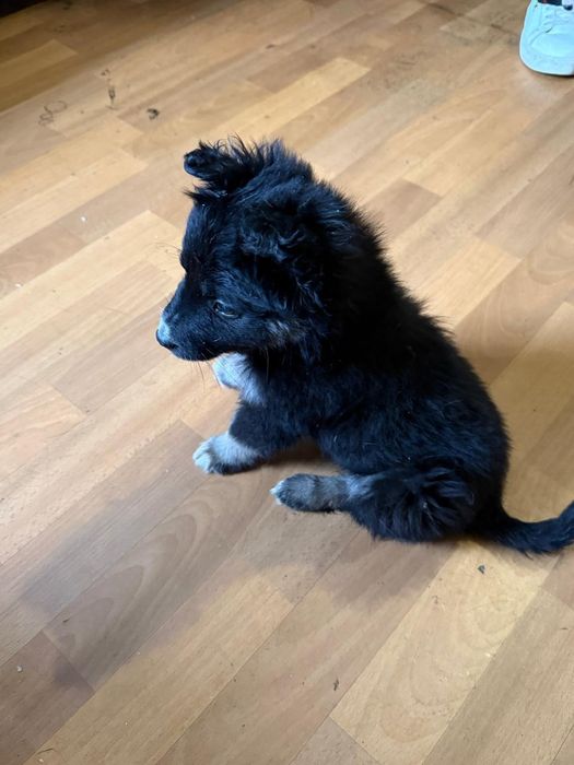 Дарю щенят!           .