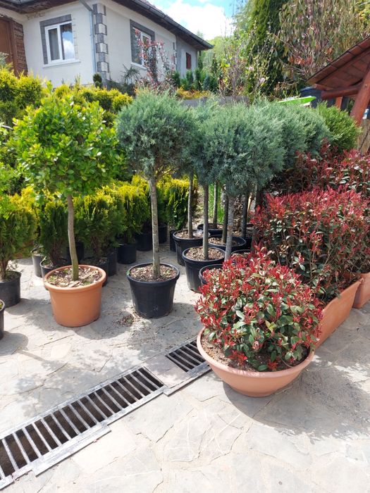 Plante ornamentale  amenajări  grădini palmier