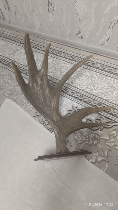 Рога Лося .бугу шохи котта залларга ярашади Росия урмонларидан олинган