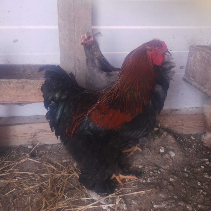 Cocoși brahma și australop de anul trecut!