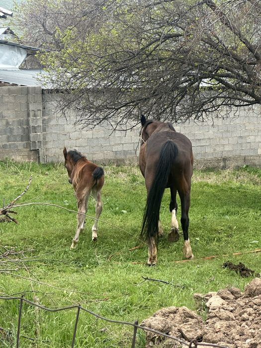 Лошад бие кулынмен