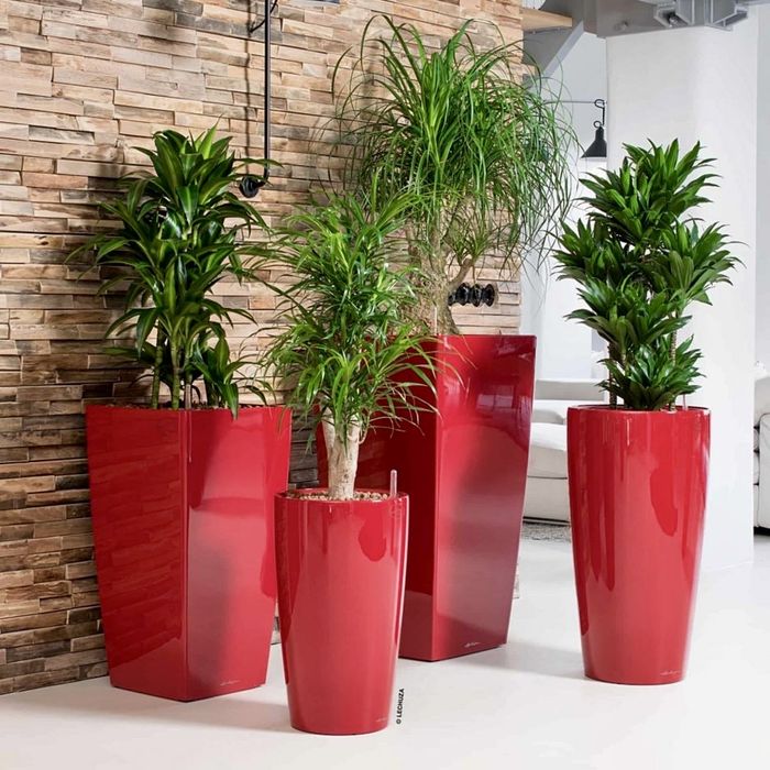 Цветы офисные растения Ofis gullari GUL Оптом!