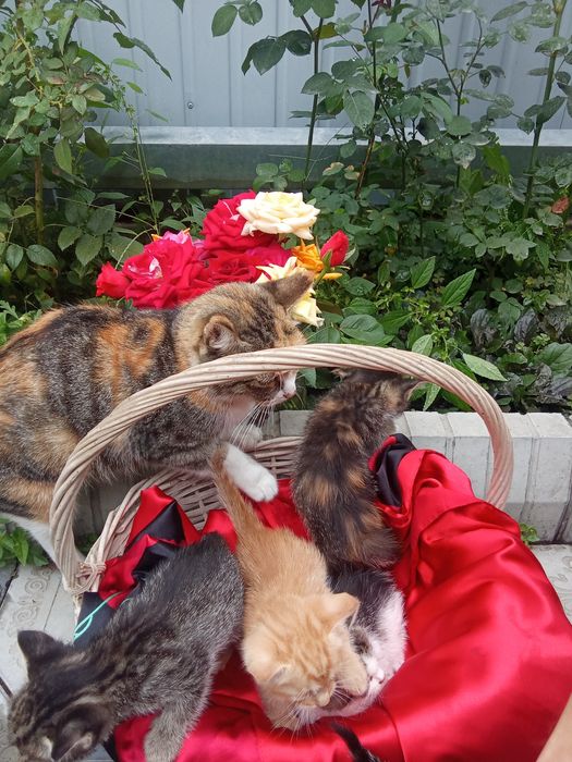 Отдам котят с доставкой