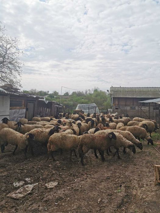 Oi și capre de vânzare