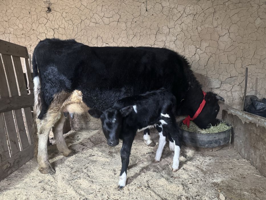 Бұзпулы сиыр 3 тума