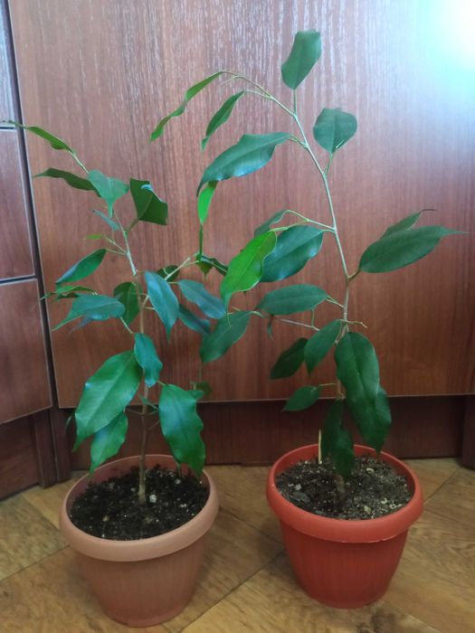 Продам комнатные цветы