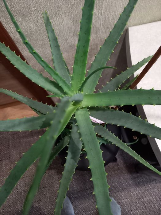 Продам лечебное Алоэ 4 года