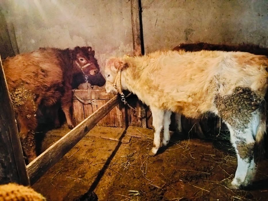 Телята тёлки продам