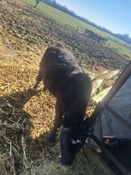 Vitei de carne baltati