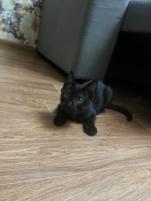 отдам котят