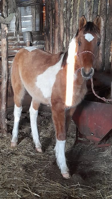 Жеребята 2025 года крупные