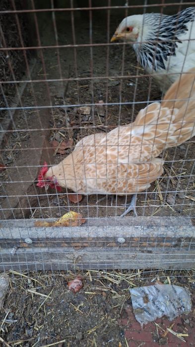 Sibray  tovuqlar sotiladi