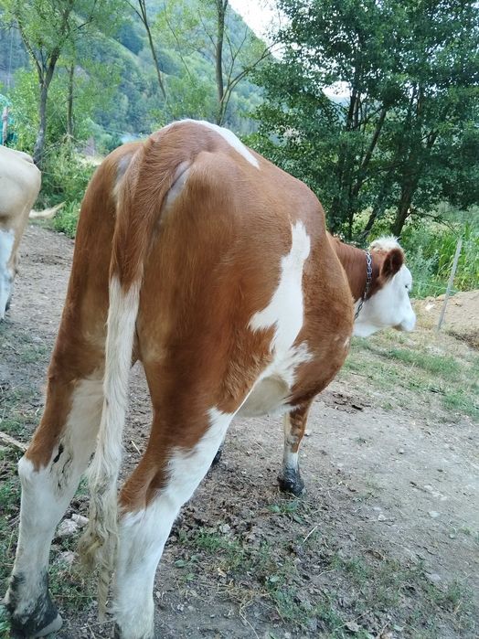 Junincă de 2 ani si 4 luni