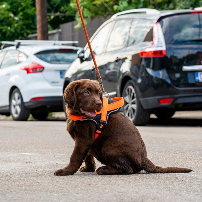 Femela labrador ciocolatie la 4 luni, Pedigree A