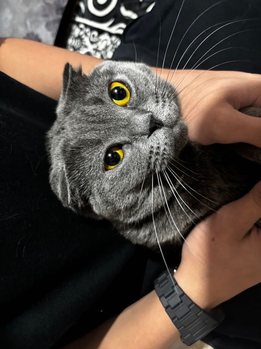 Британская кошка