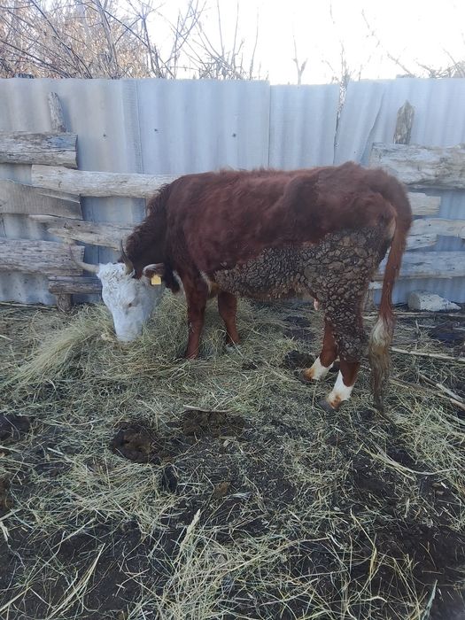 Сыйр бузаумен 750000 бузаусыз 650000₸ сыйр 3 туған бузау 2 айлык