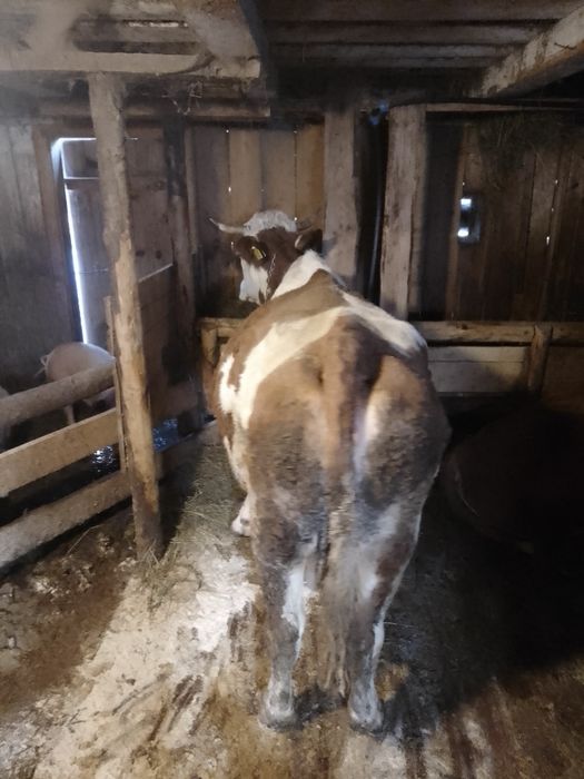 Vaca bălțată de vnzare