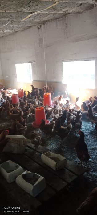 Куры Ломан Браун