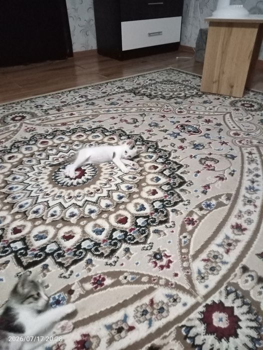 Отдам в хорошие руки котенка
