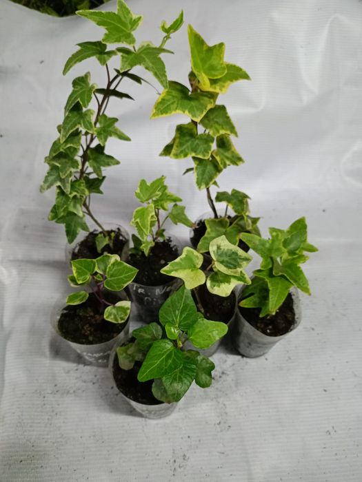 Продам цветы комнатные