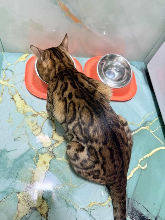 Чисто кровный бенгальский кот