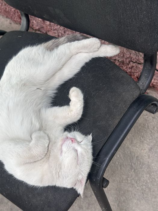 Белый вислоухий котик