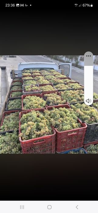 Struguri de vin toate soiurile posibil transport la domiciliu
