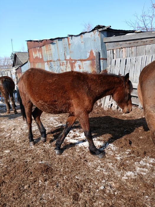 Продам байтал жерёбая.