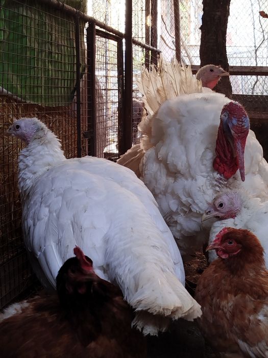 Продаются куры несушки