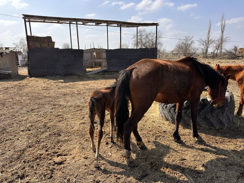 Жылкы бие сауын бие
