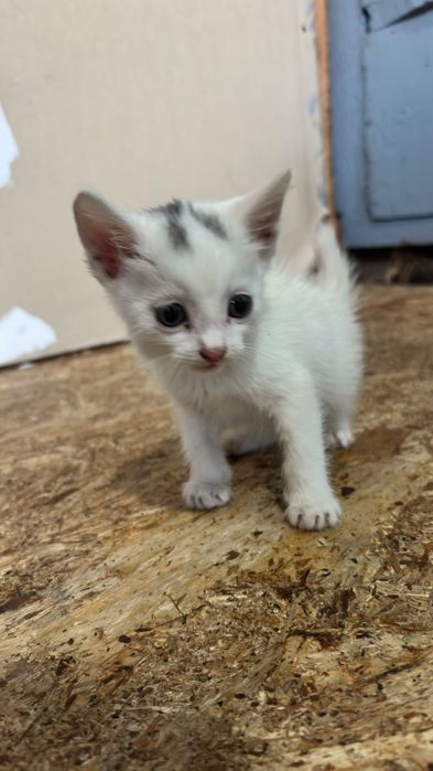 Отдам бесплатно котят