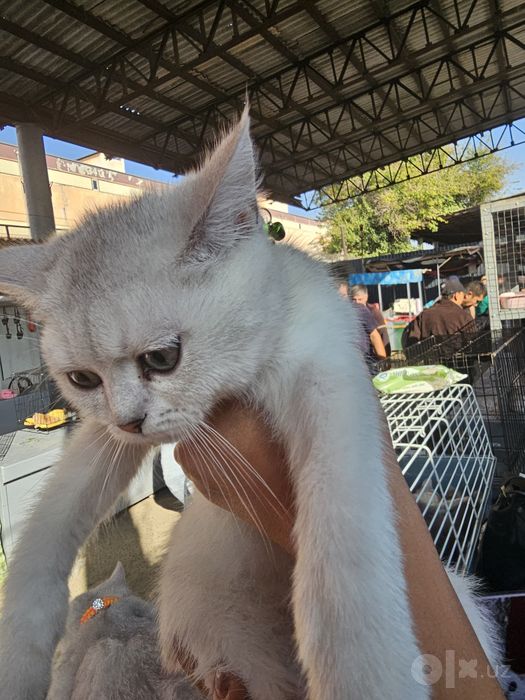Котята шотланская серебристая шиншила