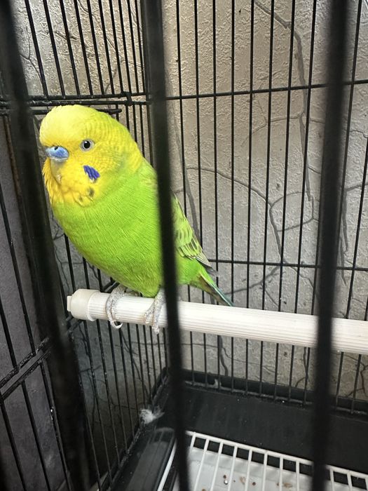 Toti qush qafasi bilan