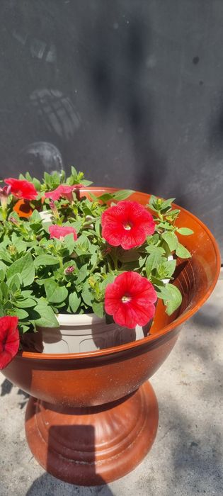 Продам  ампельные петуньи